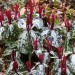 Spotted Trillium